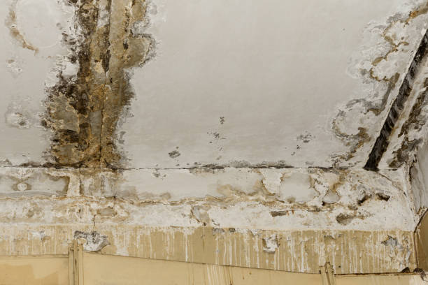 Best Ceiling water damage repair  in USA