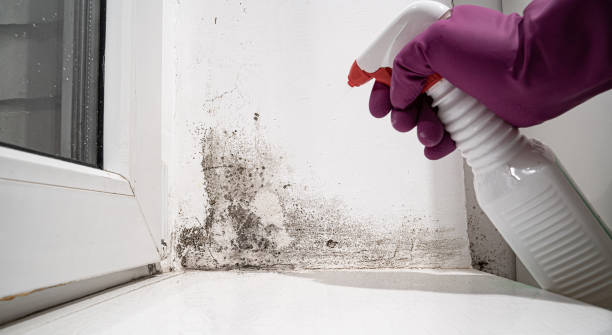 Best Water damage restoration specialists  in USA